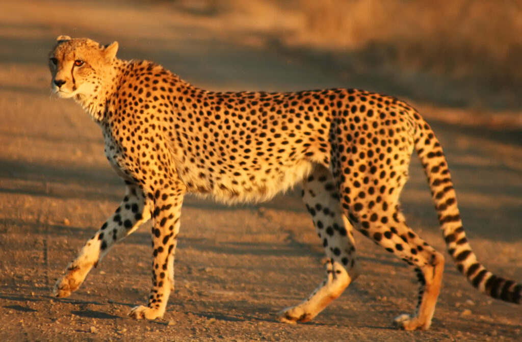 fastest animal cheetah