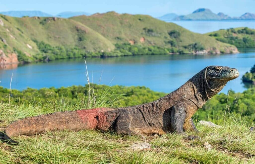 komodo dragon