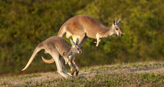 kangaroo